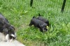 Polly R-Wurf 5 Woche 2025-04-18 001 (5)
